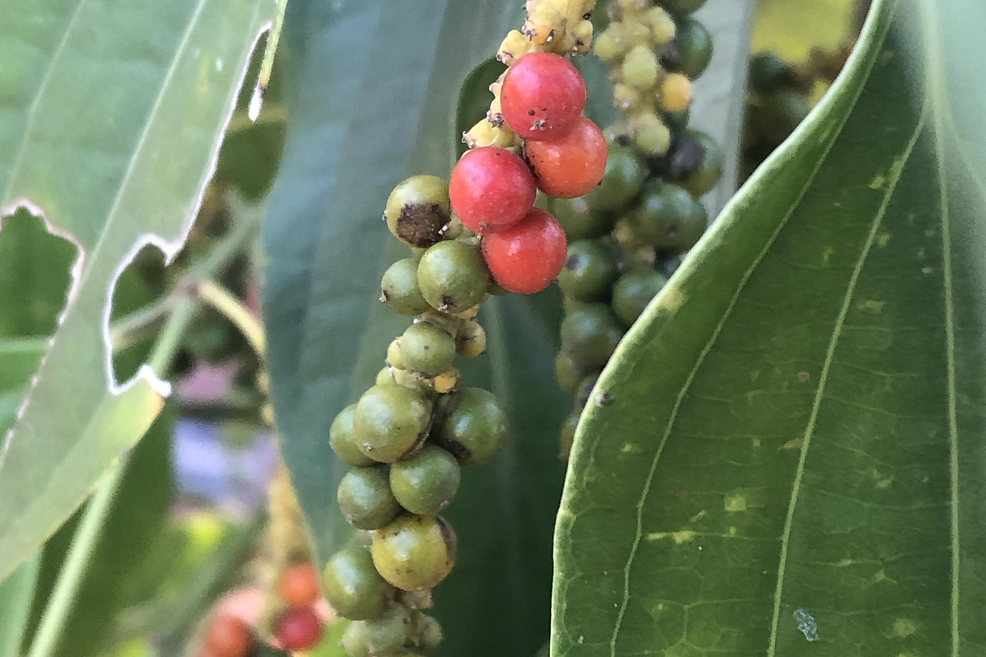 カンボジア胡椒との歩み！1