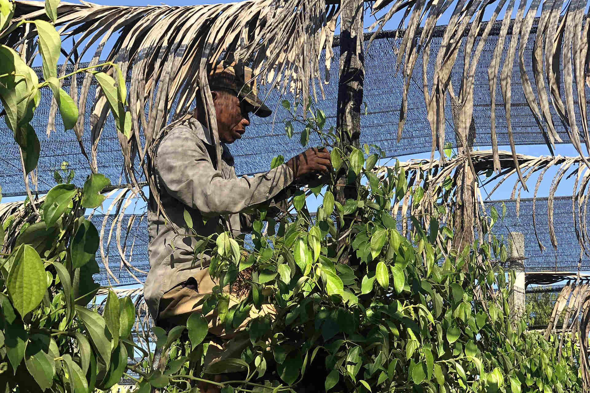 カンボジア胡椒との歩み！2