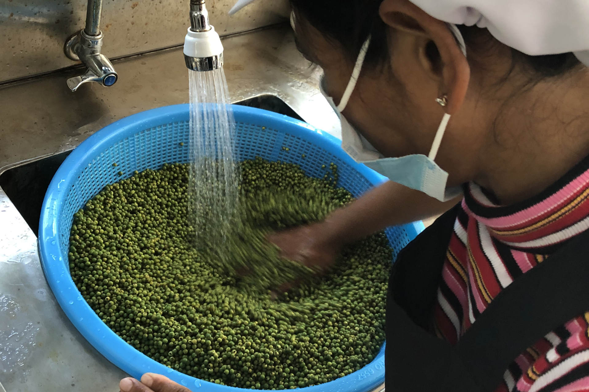 カンボジア胡椒との歩み！3